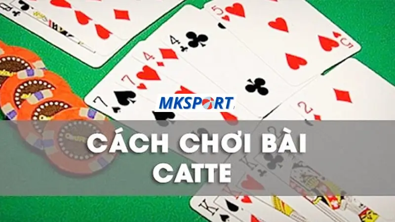 Hướng dẫn cách chơi Catte để tân thủ nắm được